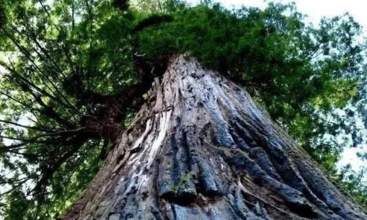 体型最大生物雪曼将军诞生时美国还没独立中国还在商朝