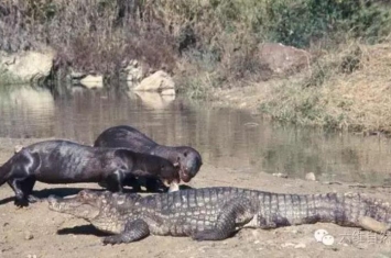 水獭能打赢鳄鱼么,海獭和水獭