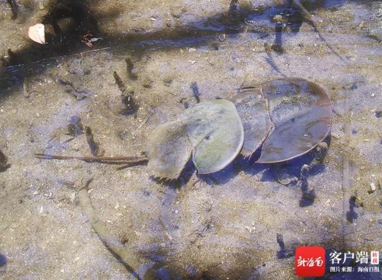 活化石 鲎,莱茵耶克尔鲎