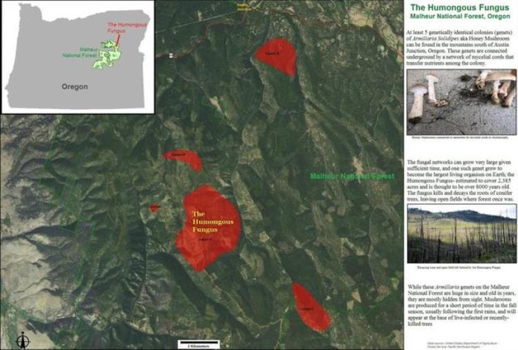 地球上现存最大生物「地球上至今还活着的最大生物是什么无法遏制它仍在不断狂长」