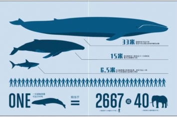 地球上现存最大生物「地球上至今还活着的最大生物是什么无法遏制它仍在不断狂长」