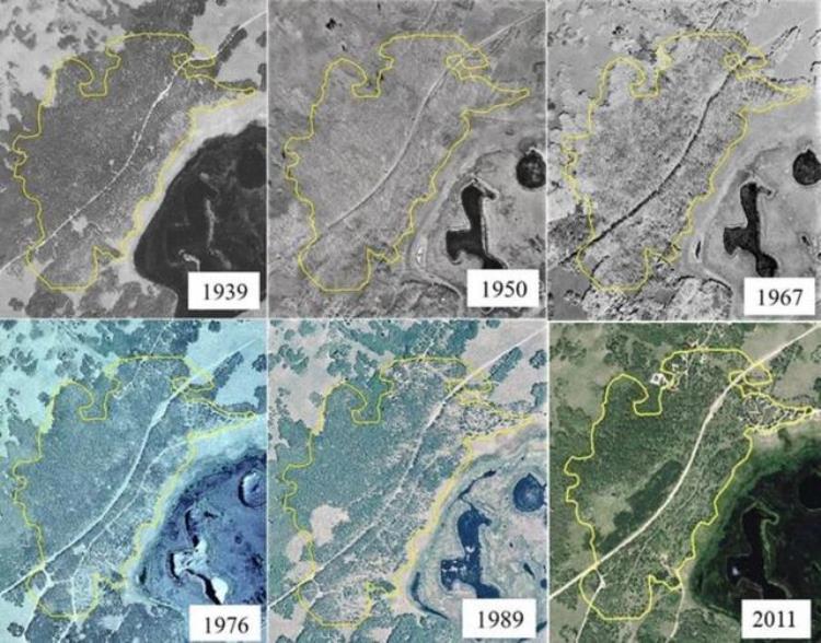 地球上现存最大生物「地球上至今还活着的最大生物是什么无法遏制它仍在不断狂长」