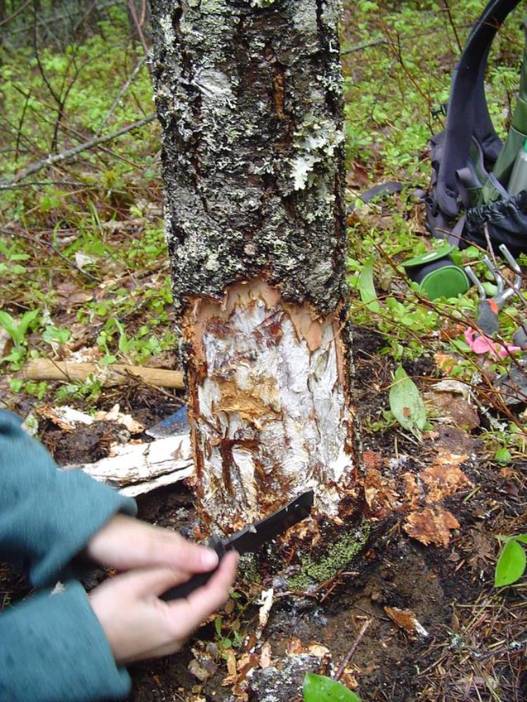 地球上现存最大生物「地球上至今还活着的最大生物是什么无法遏制它仍在不断狂长」