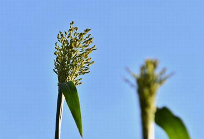 田七和三七的区别 两者其实就是同一种植物（中药材）