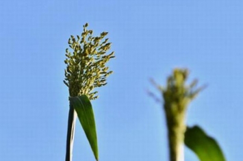 甜芦粟红心可以吃吗 甜芦粟实际上是什么东西（甜高粱）