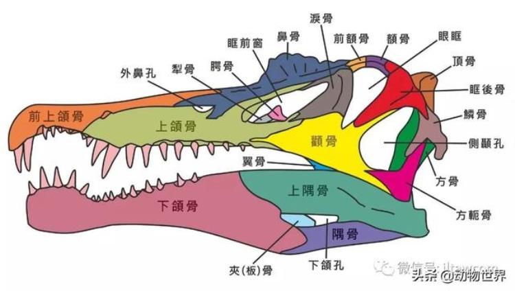 最大型的陆生肉食性恐龙之一棘龙是什么,棘龙是大型肉食恐龙吗