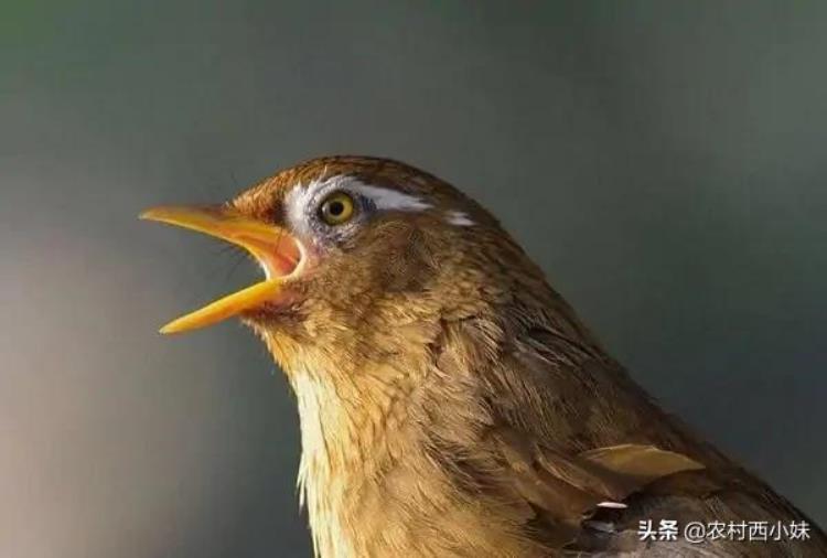 介绍一些养鸟当中的细节交流经验的书籍,养鸟的技巧与方法