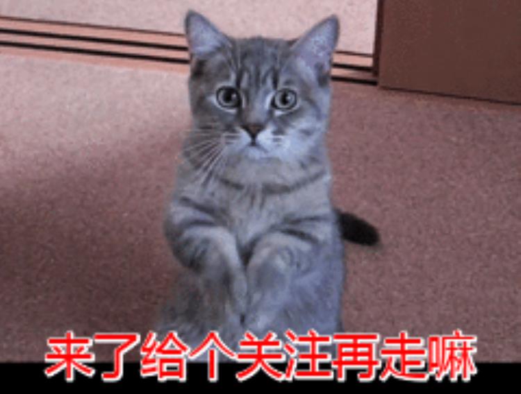 猫的智商低有什么表现,智商不高的猫特征