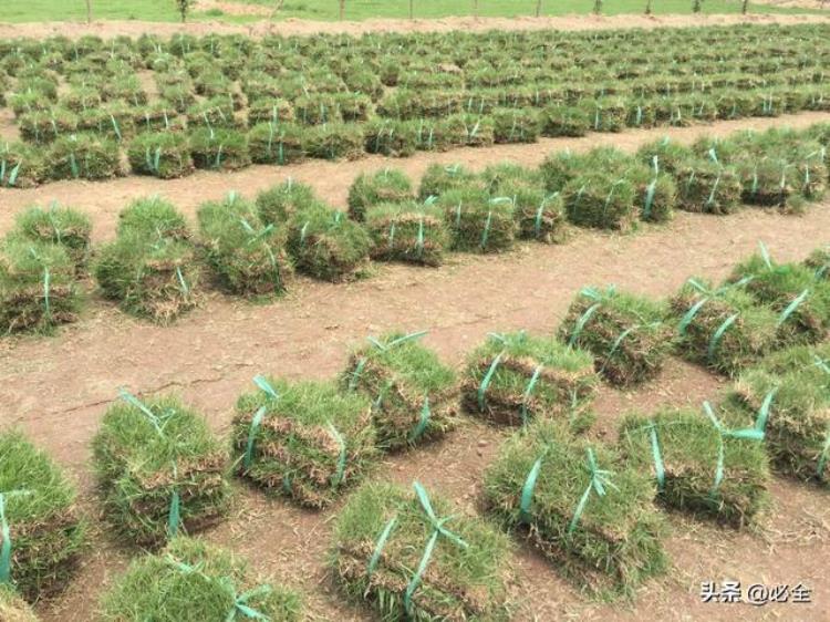 草坪的正确种植养护技术和方法是什么,家里草坪怎么种植