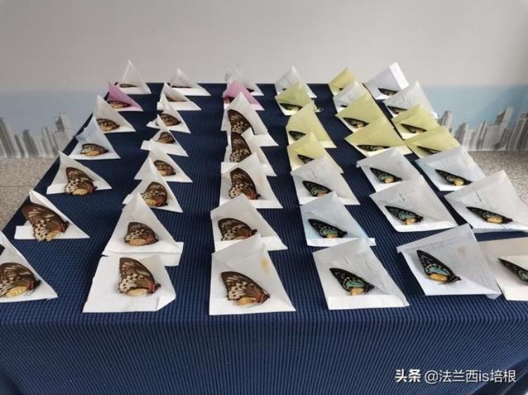 海关多次截获濒危蝴蝶比手掌大飞得比树高要用鸟枪才能打到