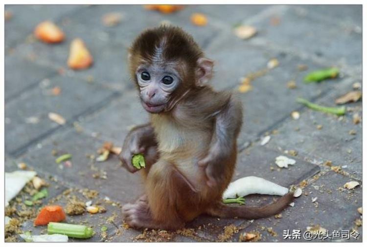 美人鱼可能存在吗,真正的美人鱼还存在吗