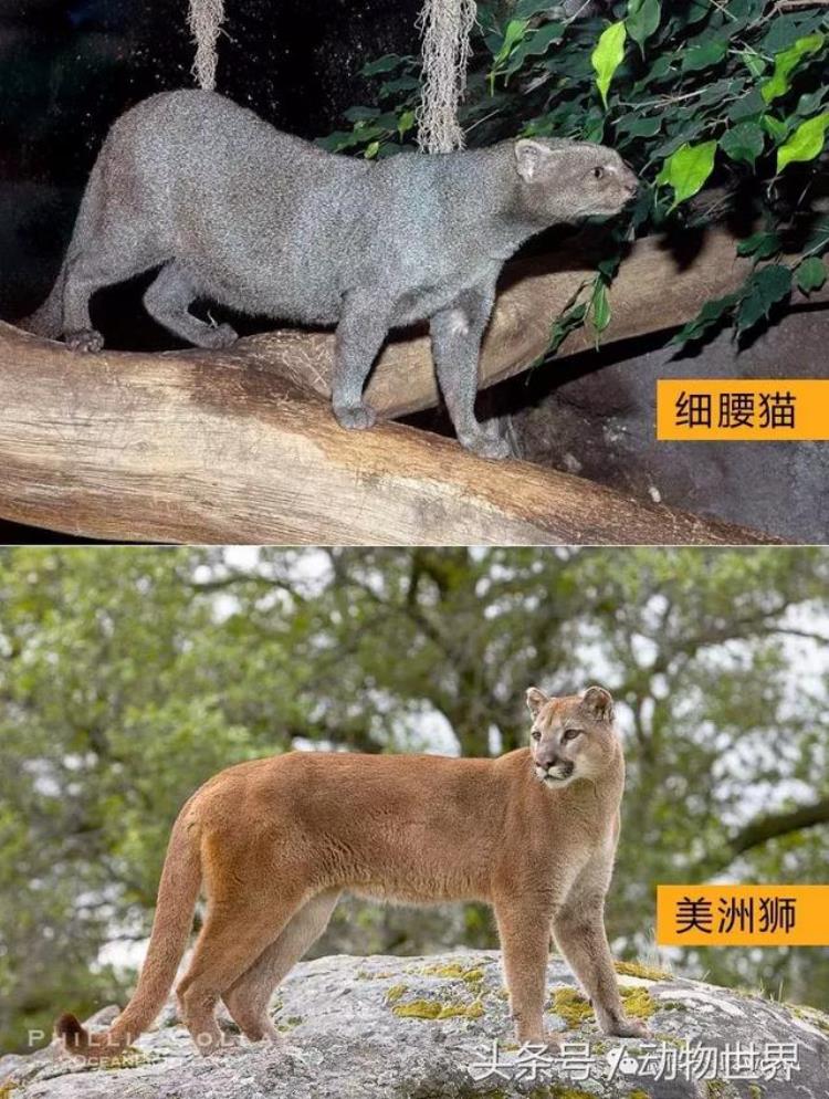 动物 猫咪,动物世界猫咪