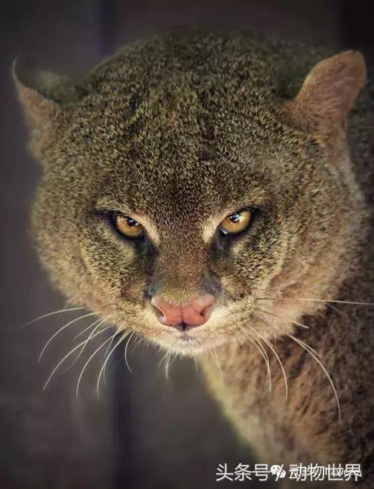 动物 猫咪,动物世界猫咪