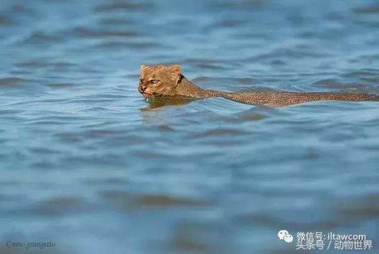 动物 猫咪,动物世界猫咪