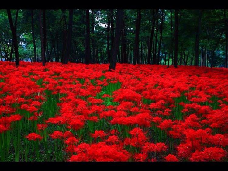 不适合养家里的花,都有哪些花家庭不能养