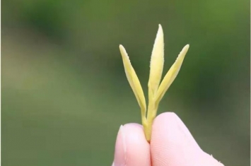 黄金芽是黄茶吗这个茶叶品种怎么样,怎样鉴别黄金芽茶叶的好坏