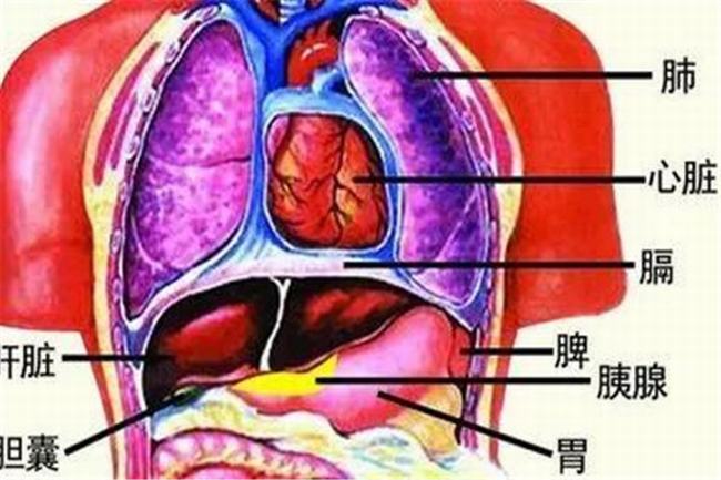 黑叶猴是几级保护动物，一级（全身黑色脸颊有白毛）