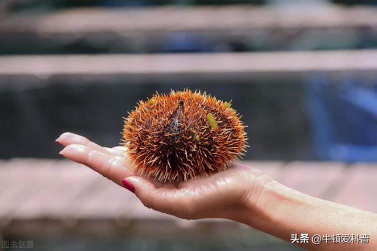 寿命最长的宠物乌龟,地球上10种寿命最长的动物