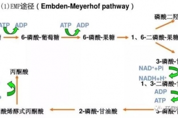 比较污的生物知识,微生物代谢知识大全