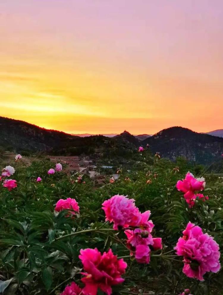 登香山赏牡丹摘樱桃济南香山风景区天上人家牡丹艺术文化节邀您免费游