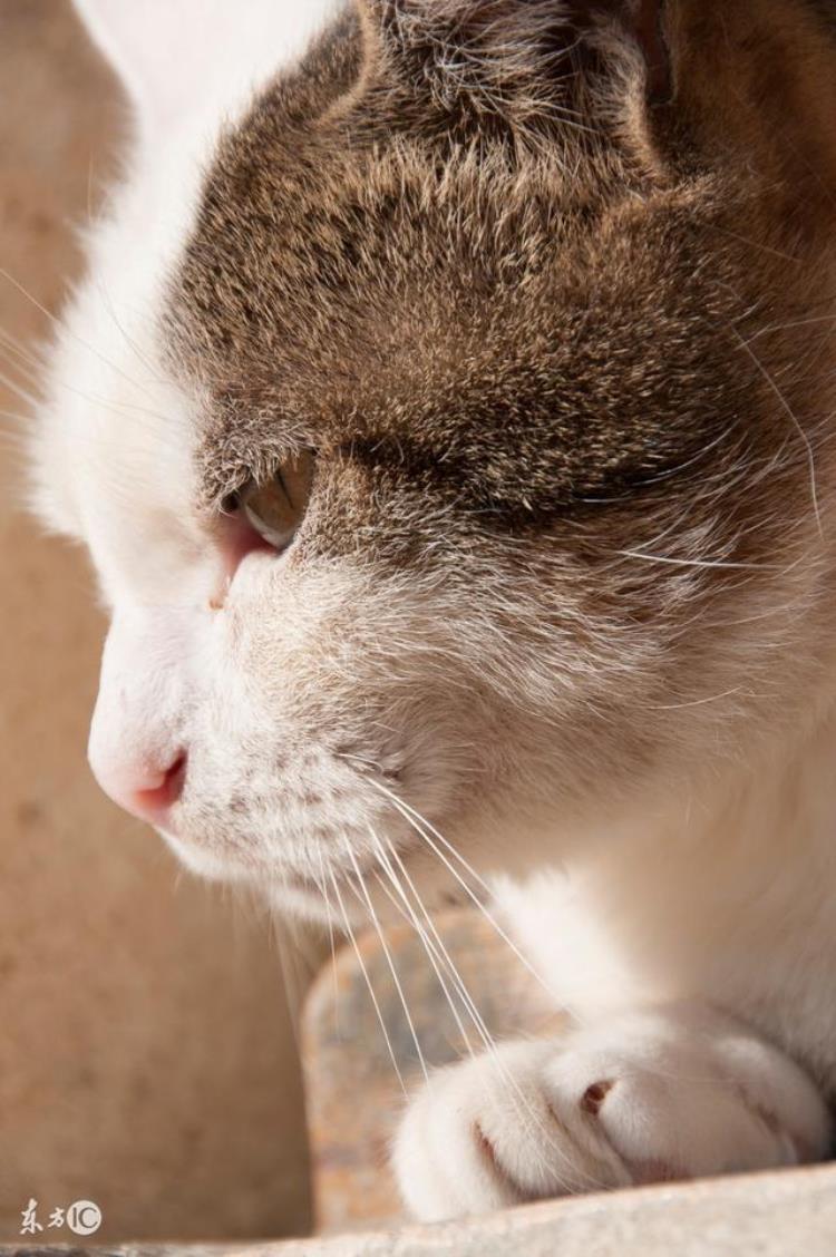 叮当猫女孩跳楼被卡晾衣架怒怼消防猫咪临死雪藏自己