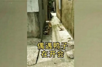 三大奇闻趣事鸭子在开会狗在活埋河豚在抽烟千万别笑