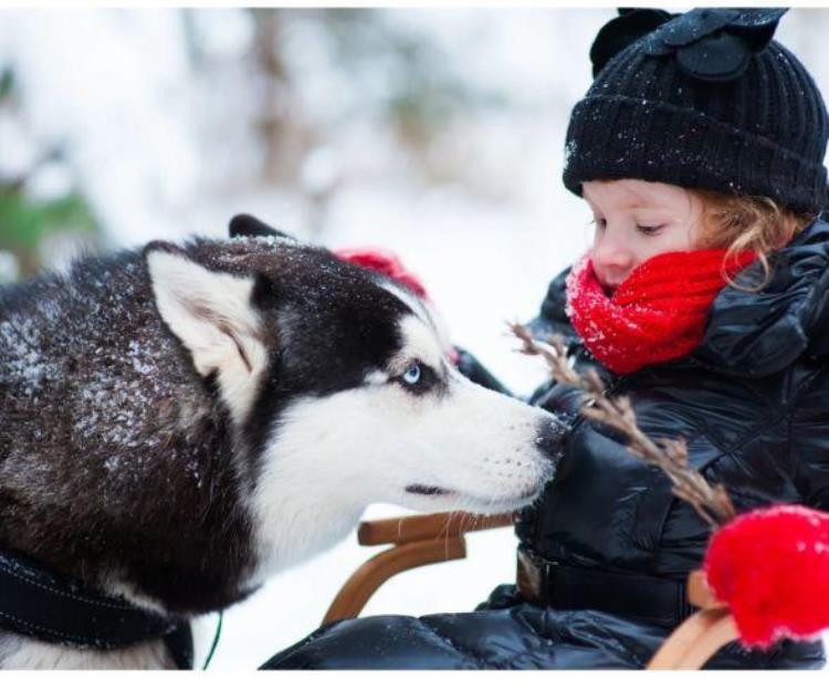 西伯利亚哈士奇雪橇犬,二哈趣事完整版