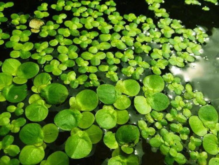 抢鱼浮萍节选