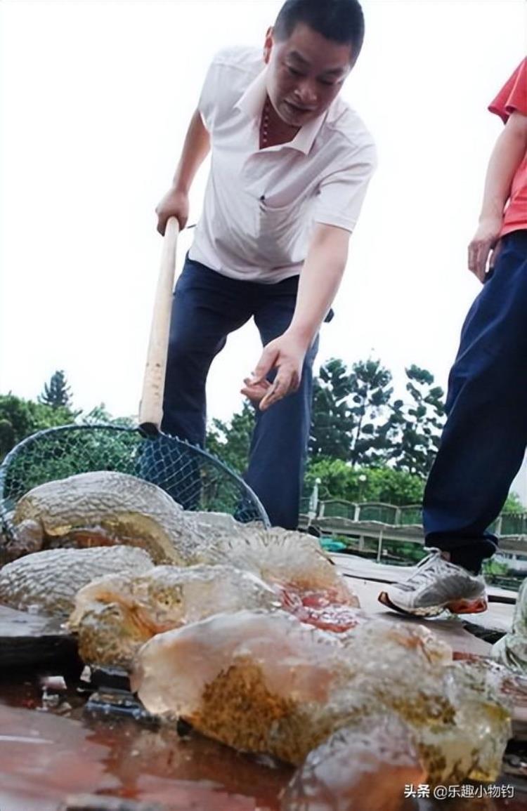 2008年福建老板捞到未知生物居民咬定是的怪物专家也被吓到