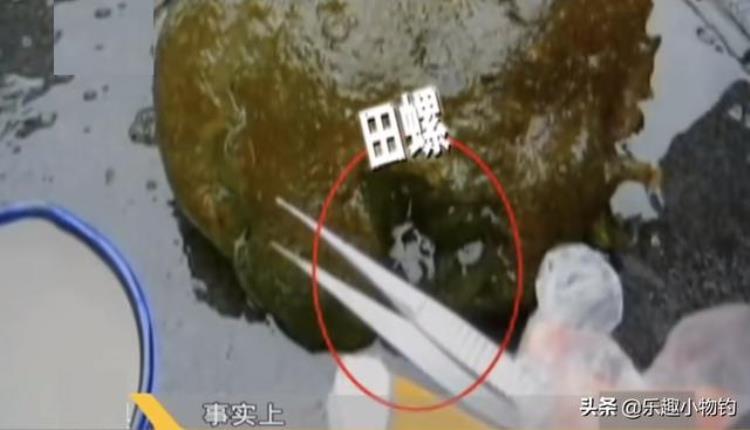 2008年福建老板捞到未知生物居民咬定是的怪物专家也被吓到