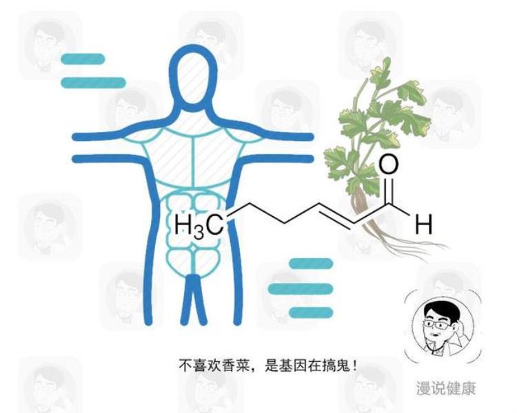 香菜对身体,高血压能吃香菜吗