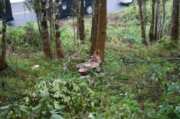 砍伐国家林木丢弃林木种沉香,20多年沉香树价值