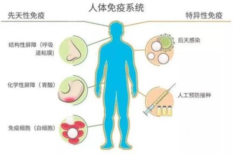 有免疫系统为什么还会生病,免疫细胞与病毒打架