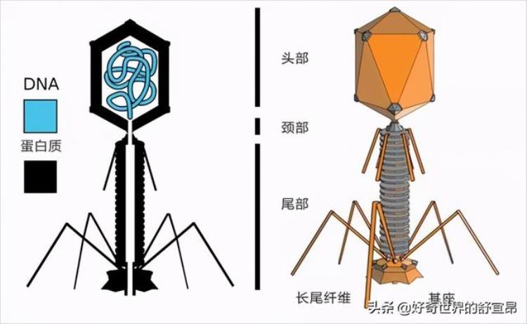 噬菌体为什么那么像机器人,噬菌体能干掉远古细菌吗