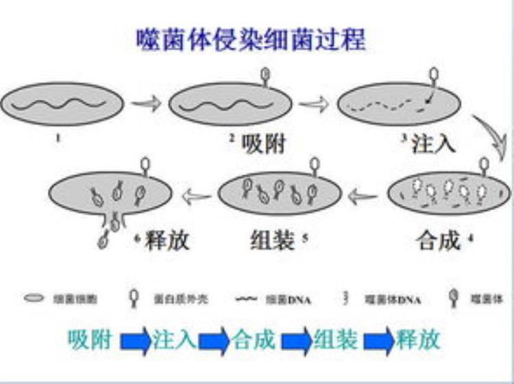 噬菌体为什么那么像机器人,噬菌体能干掉远古细菌吗