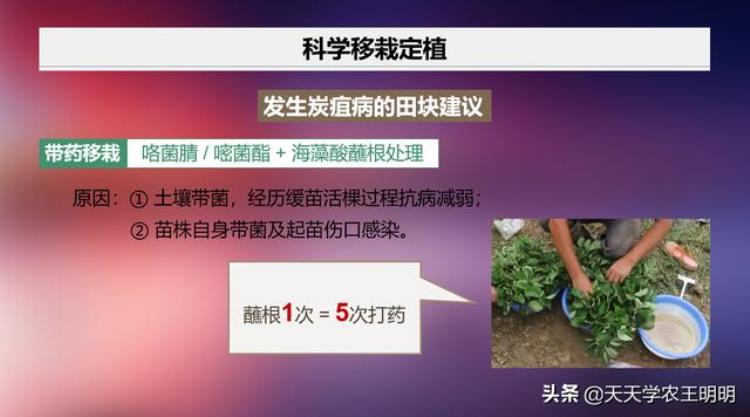 草莓苗期炭疽病可以治好吗,草莓炭疽根腐病怎么治