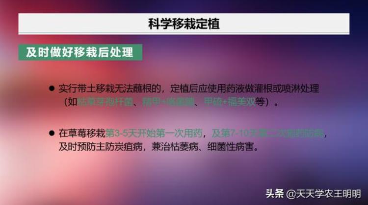 草莓苗期炭疽病可以治好吗,草莓炭疽根腐病怎么治