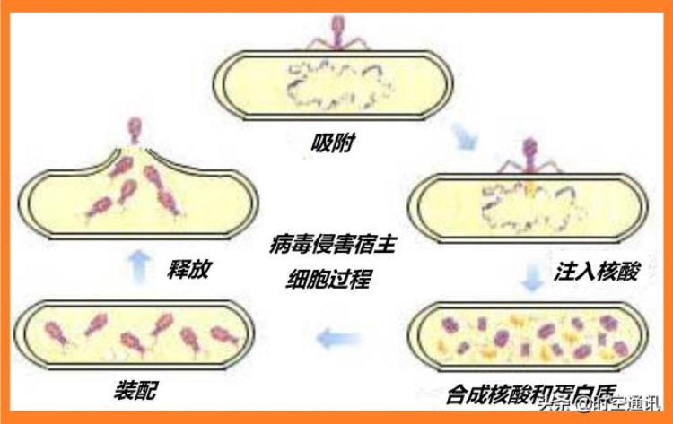 病毒究竟是什么东西,狡猾的诡异的病毒