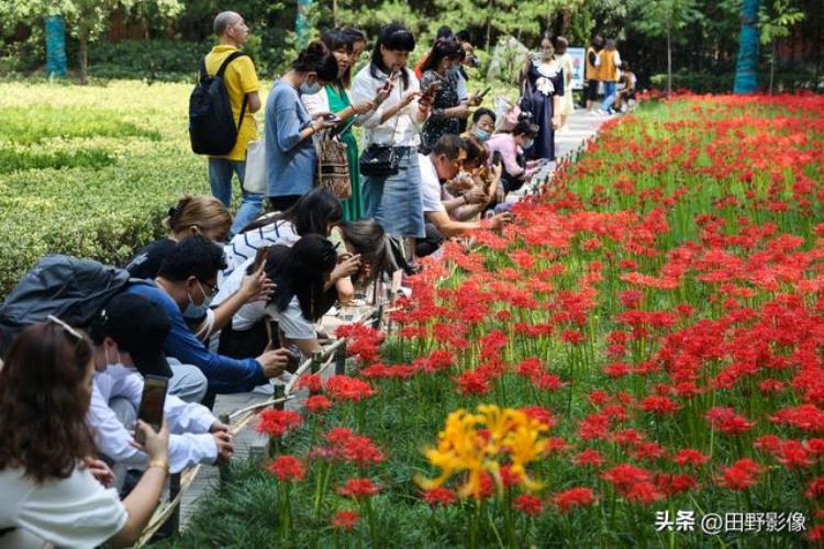 西安大兴善寺的彼岸花,兴善寺的彼岸花