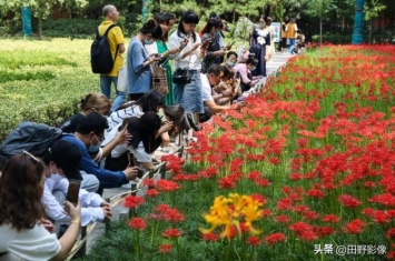 西安大兴善寺的彼岸花,兴善寺的彼岸花