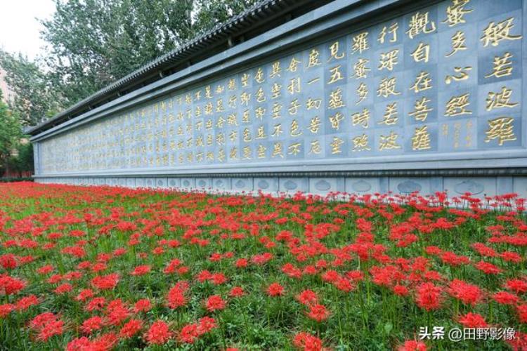 西安大兴善寺的彼岸花,兴善寺的彼岸花