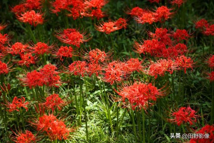 西安大兴善寺的彼岸花,兴善寺的彼岸花