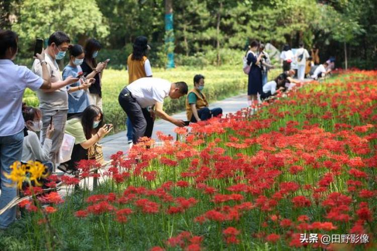 西安大兴善寺的彼岸花,兴善寺的彼岸花