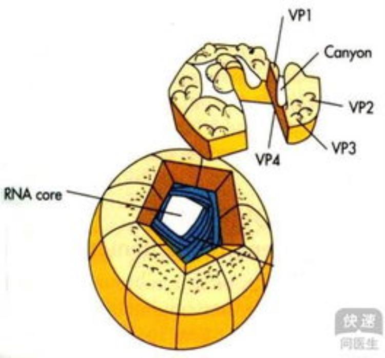 世界一半的人口都感染过新的肠道病毒吗,肠道病毒71型阳性怎么办