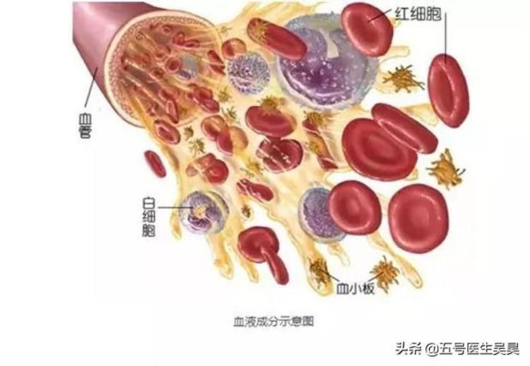 感冒了去医院查血常规多此一举判断细菌还是病毒感染是检查目的