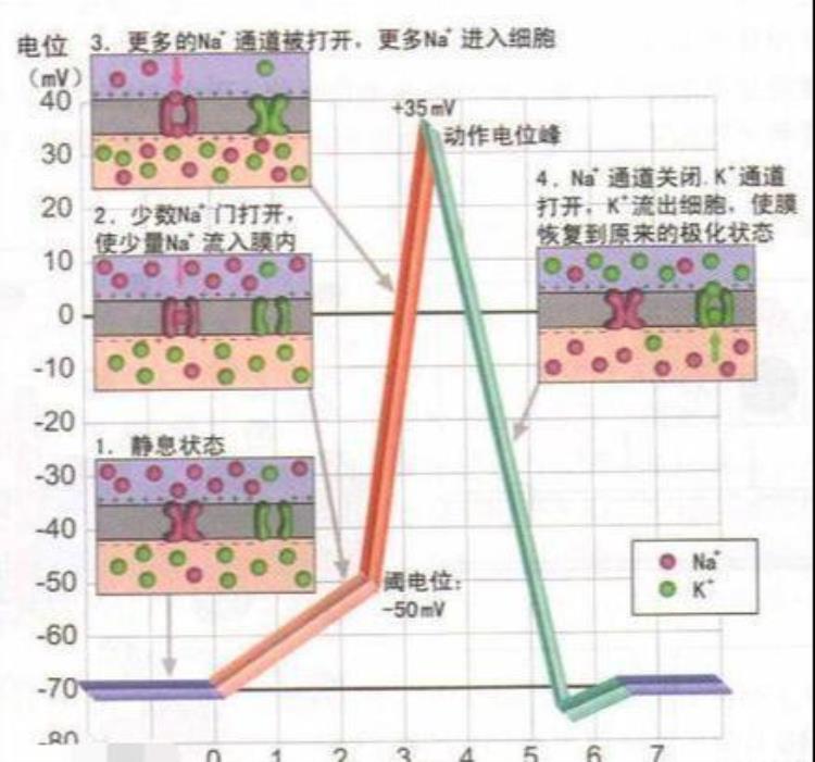 为何病毒结构简单却危害巨大且难以对付,病毒杀伤力排行榜