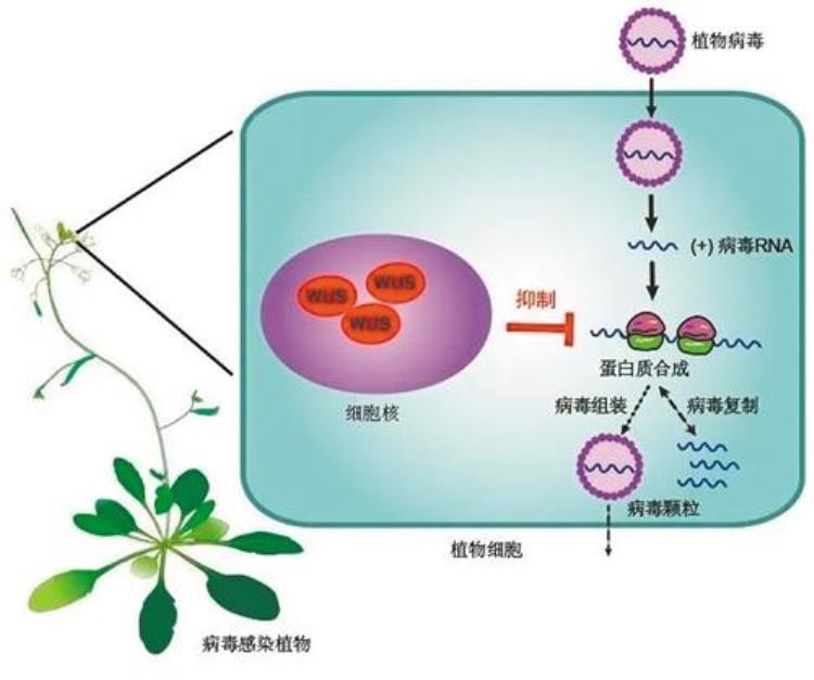 怎样可以百毒不侵,仙人掌类的植物哪些没有毒