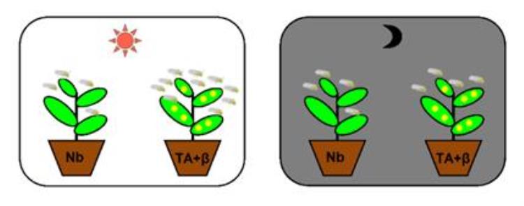 病毒可以感染植物吗,植物病毒都有病症吗