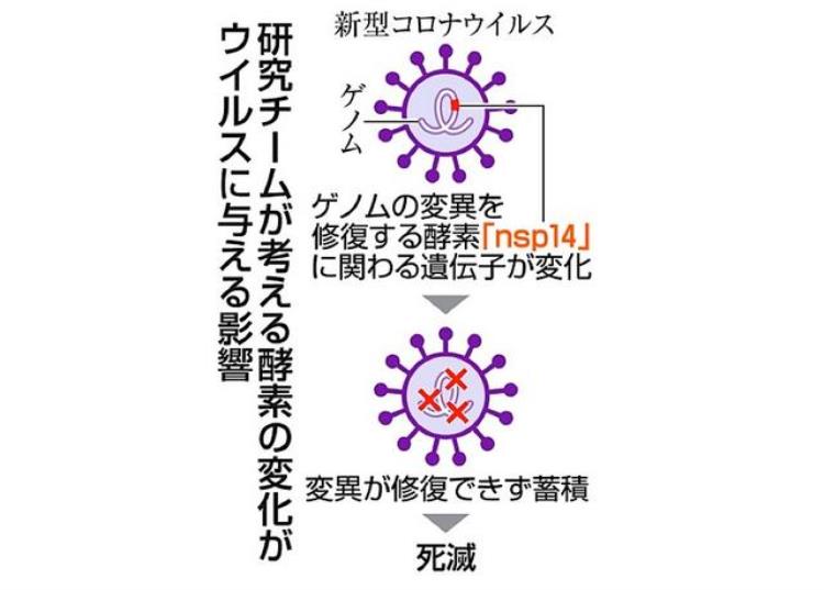 日本疫情神秘消退德尔塔病毒在自我消亡专家揭背后真相