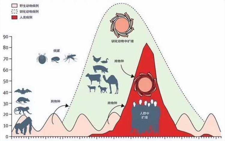 病毒的跨物种传播,最新传染病毒消息